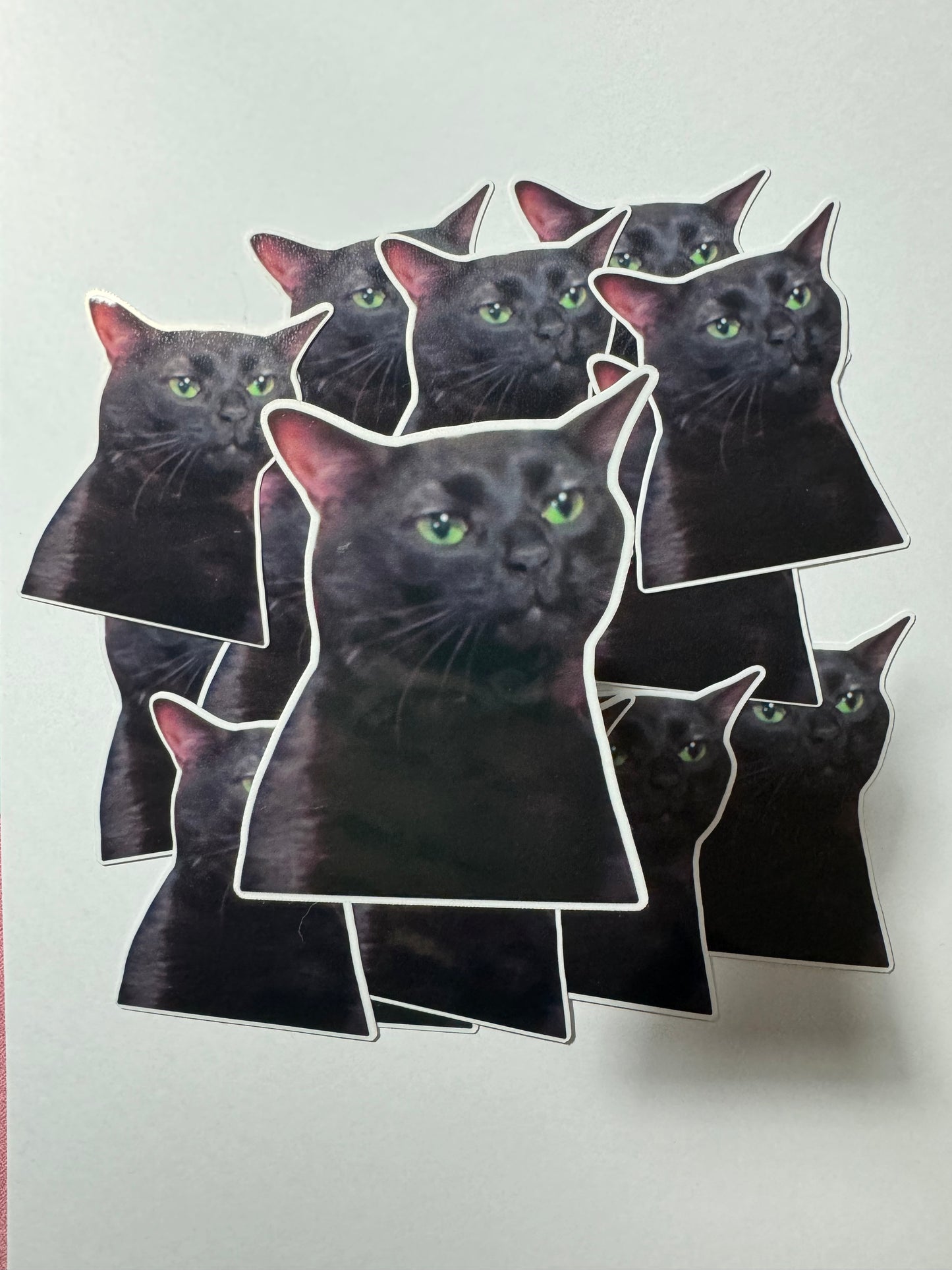Meme Cat